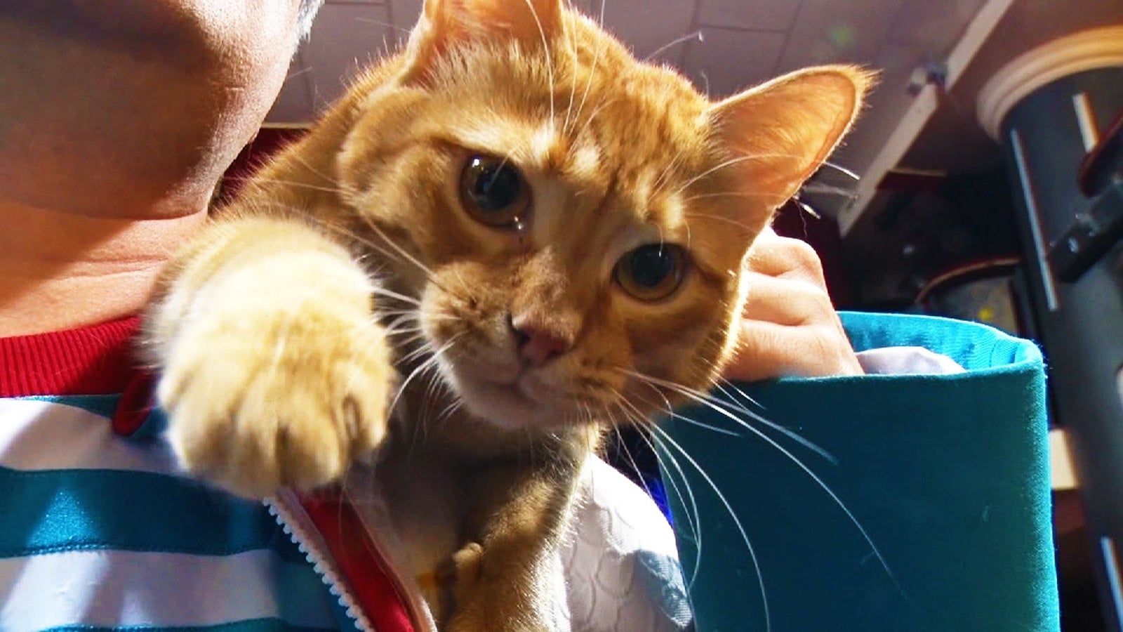 ネコが大好き（画像提供：毎日放送）