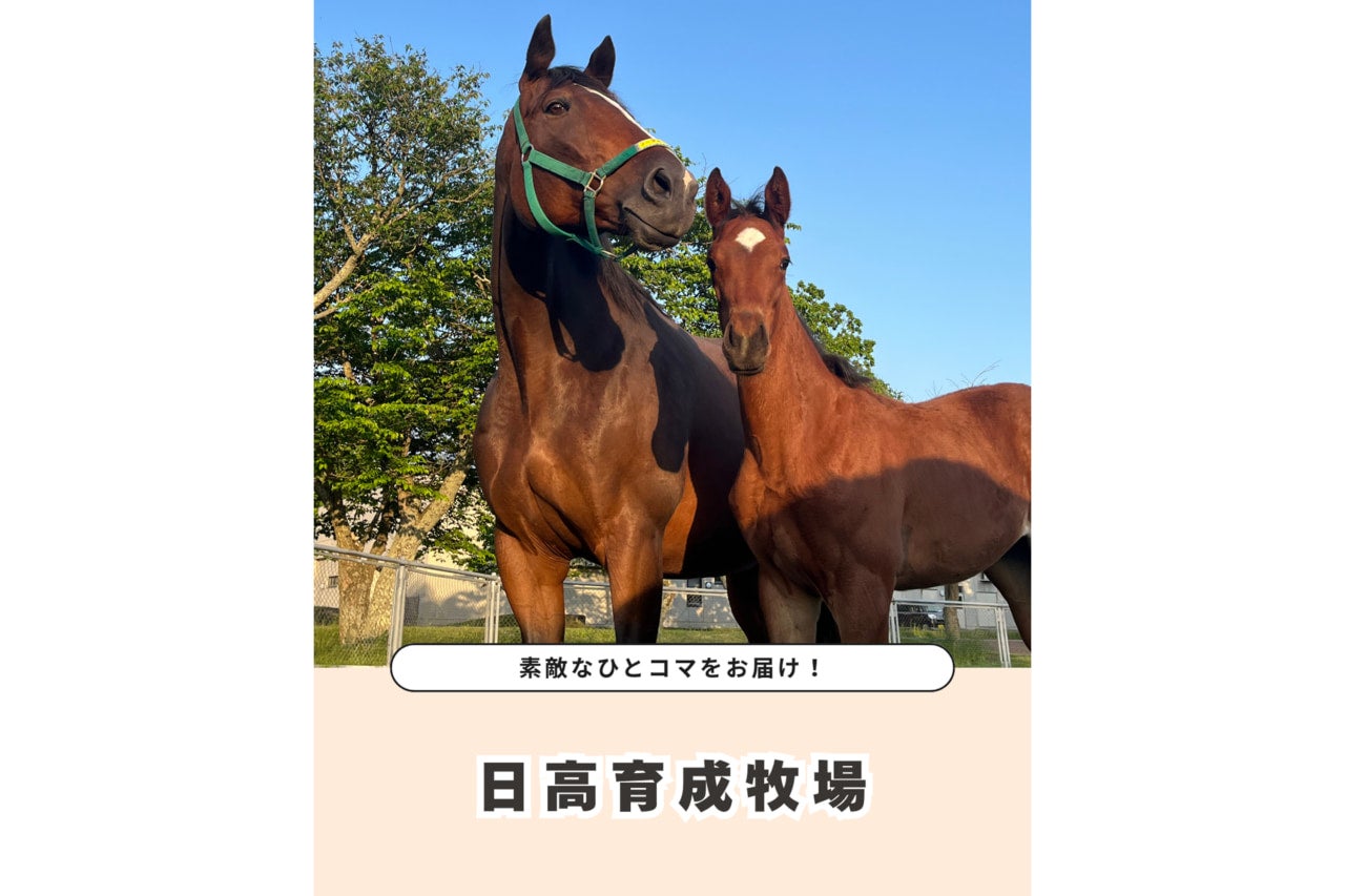 競走馬ってどこで育成される？ 日高育成牧場で今年生まれた仔馬の様子をお届け