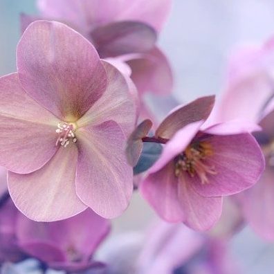 画像19 21 縁起のいいお花を集めました 和 洋まで飾るだけで幸せになれそうな花々をご紹介 モデルプレス