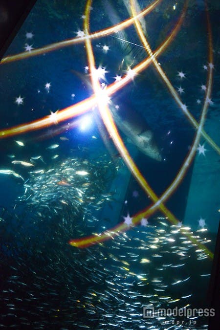 「スーパーイワシナイトイリュージョン」