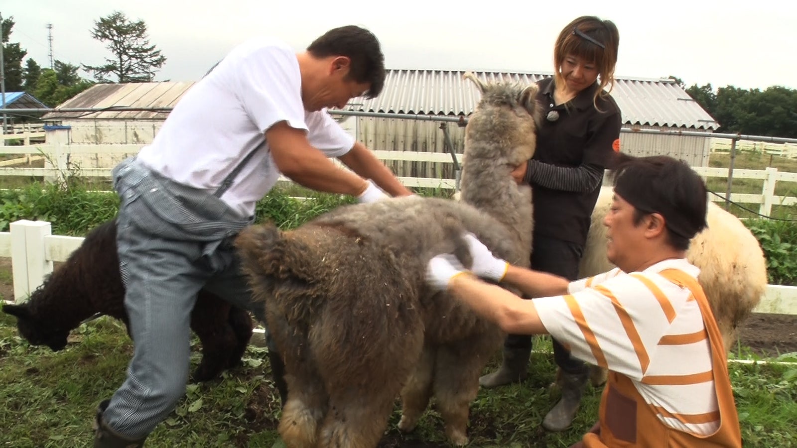 レッド吉田（左）、坂上忍（右）（C）フジテレビ