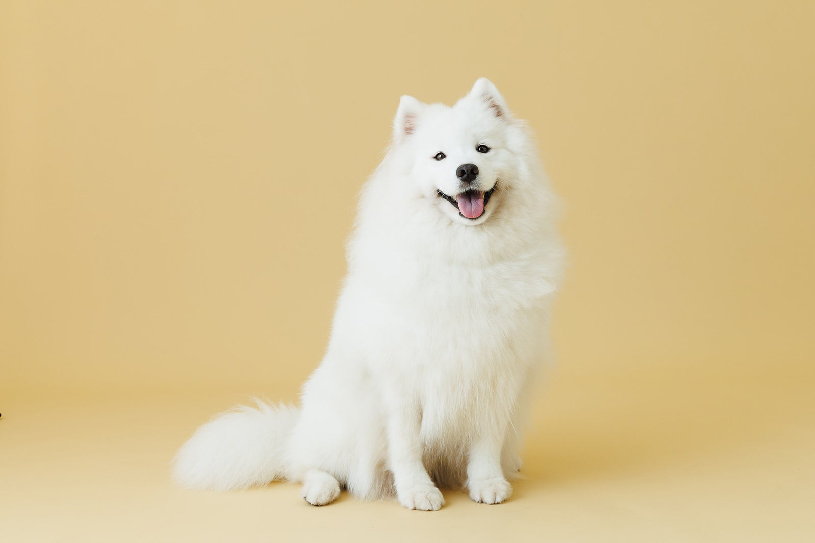 てん（C）NTV・J Storm