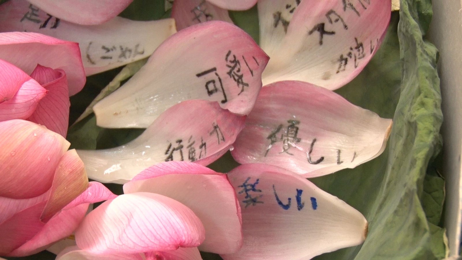 たかがゆめちんの良いところを書いた花びら／「あいのり：Asian Journey」第4話より（C）フジテレビ