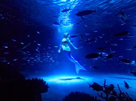 サンシャイン水族館　スペシャル水中パフォーマンス「トワイライトラグーン」