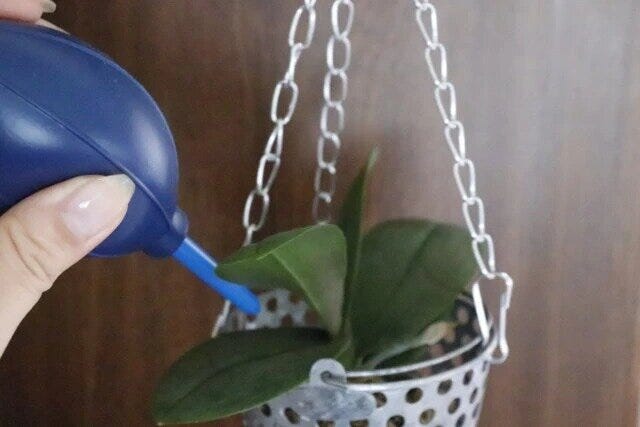 観葉植物のメンテナンスに便利なダイソーのブロアー