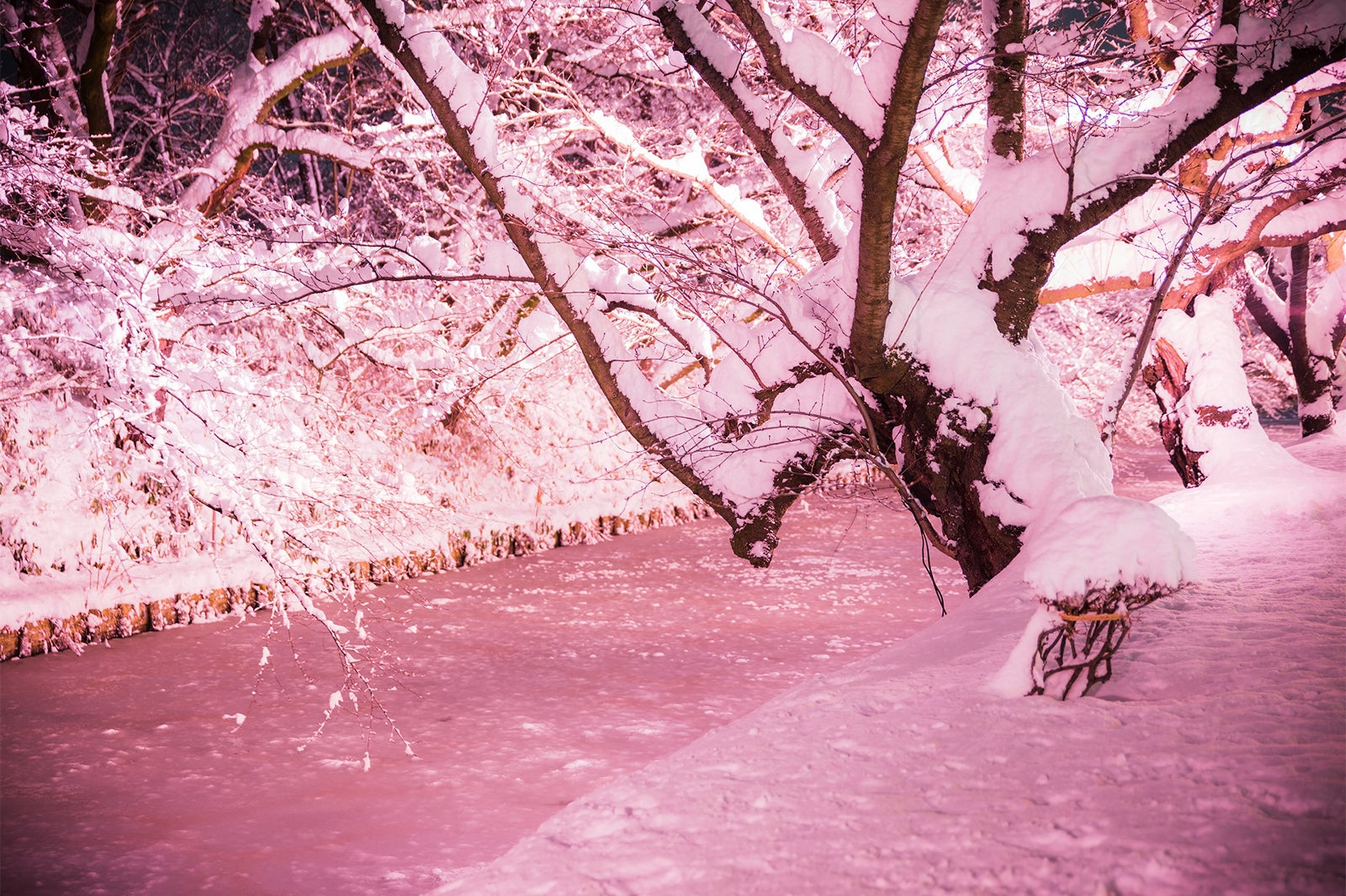 冬に咲くさくらライトアップ／画像提供：米山竜一