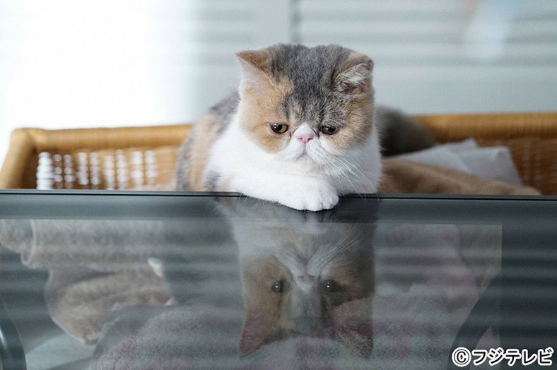 愛猫“ちくわ”／「オトナ女子」第1話・場面カット／画像提供：フジテレビ