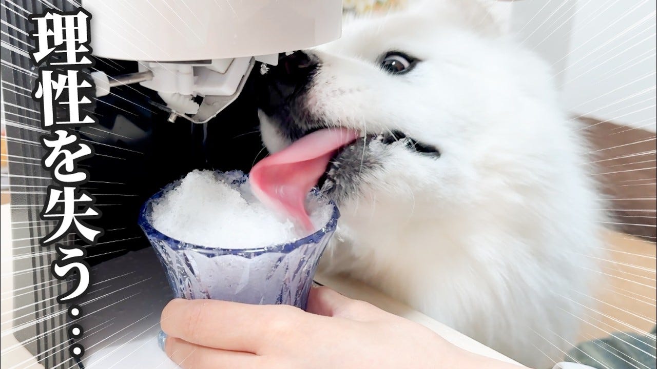 初めてのかき氷に大興奮なサモエドがかわいすぎる！