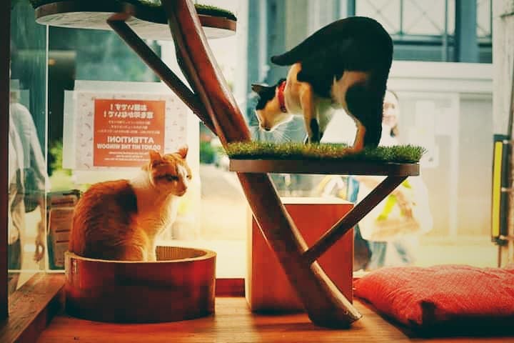 ねこ浴場／画像提供：ネコリパブリック