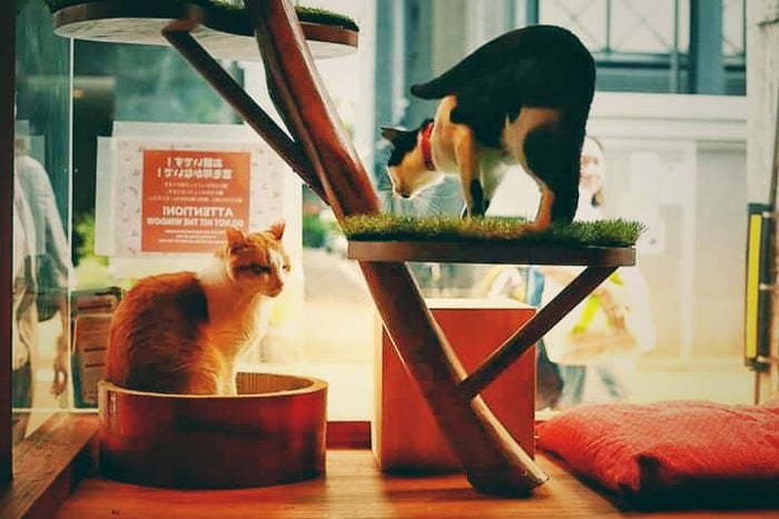 ねこ浴場／画像提供：ネコリパブリック