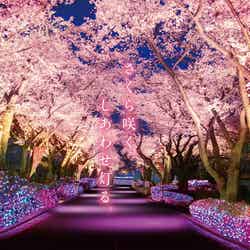 夜桜ジュエルミネーション/画像提供:よみうりランド