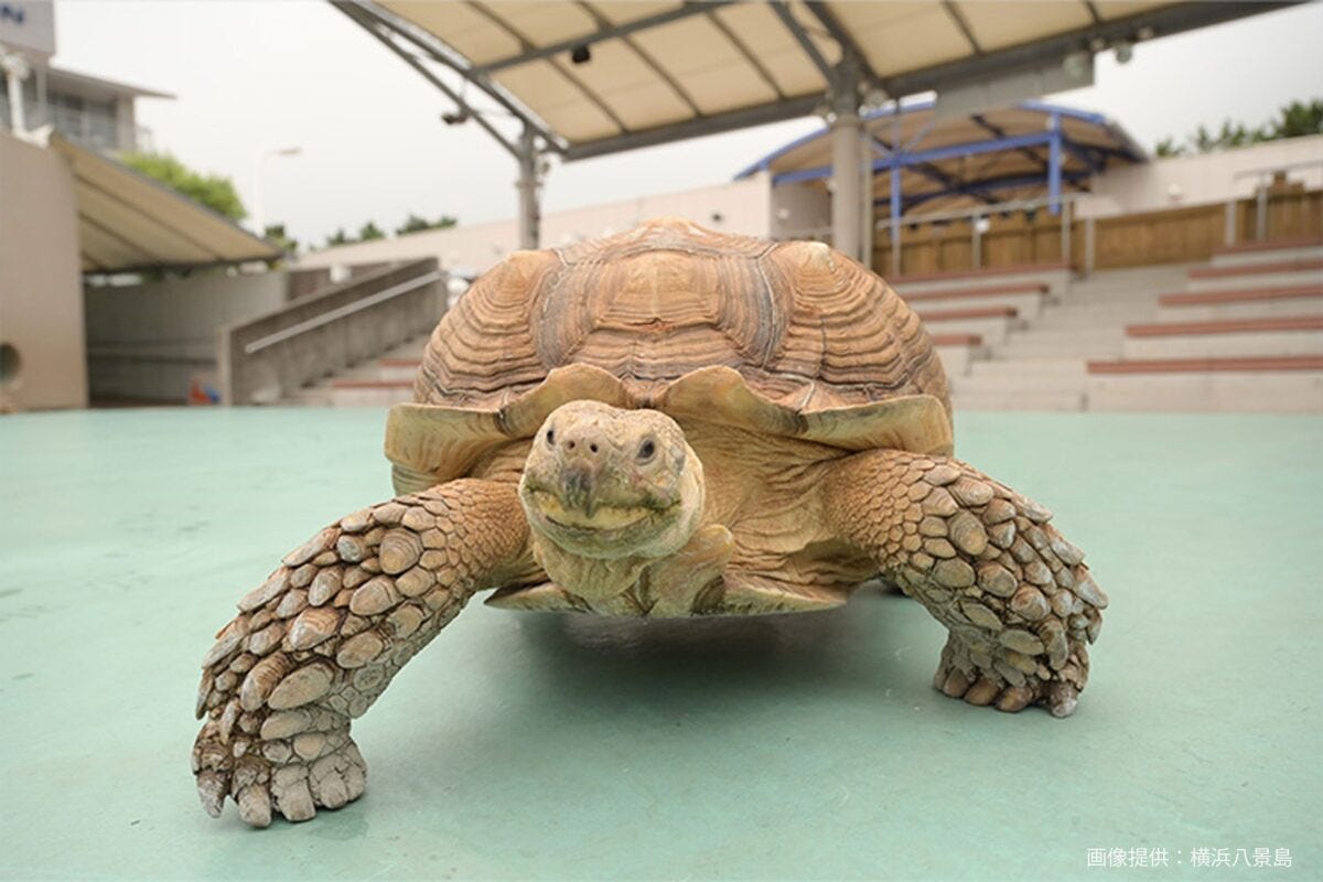 ケヅメリクガメのカイくん