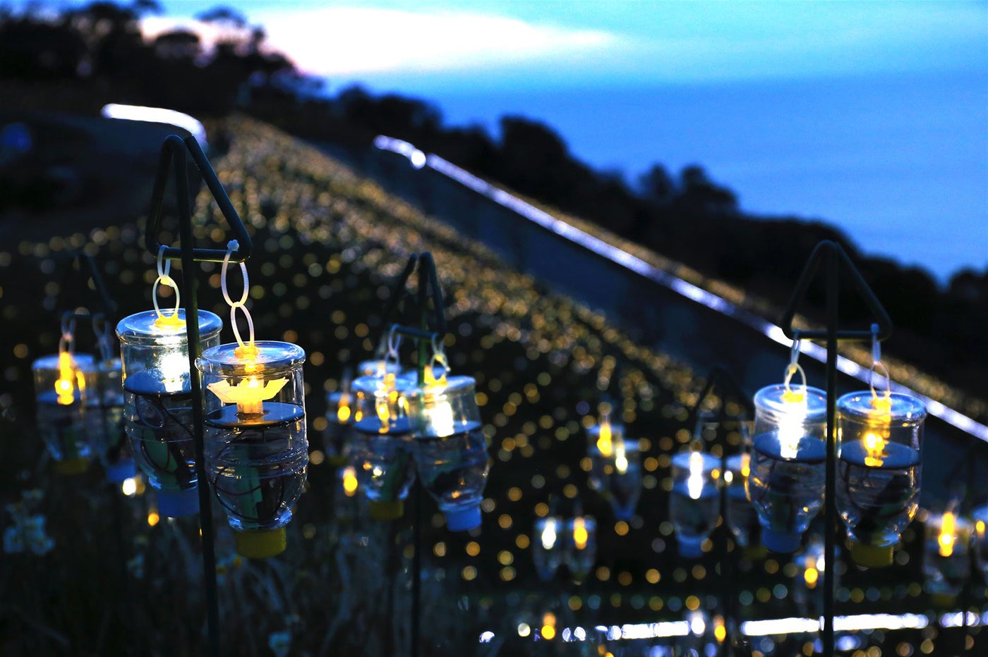 光の水仙が美しすぎる！福井の絶景イルミネーションが話題／画像提供：越前町観光連盟