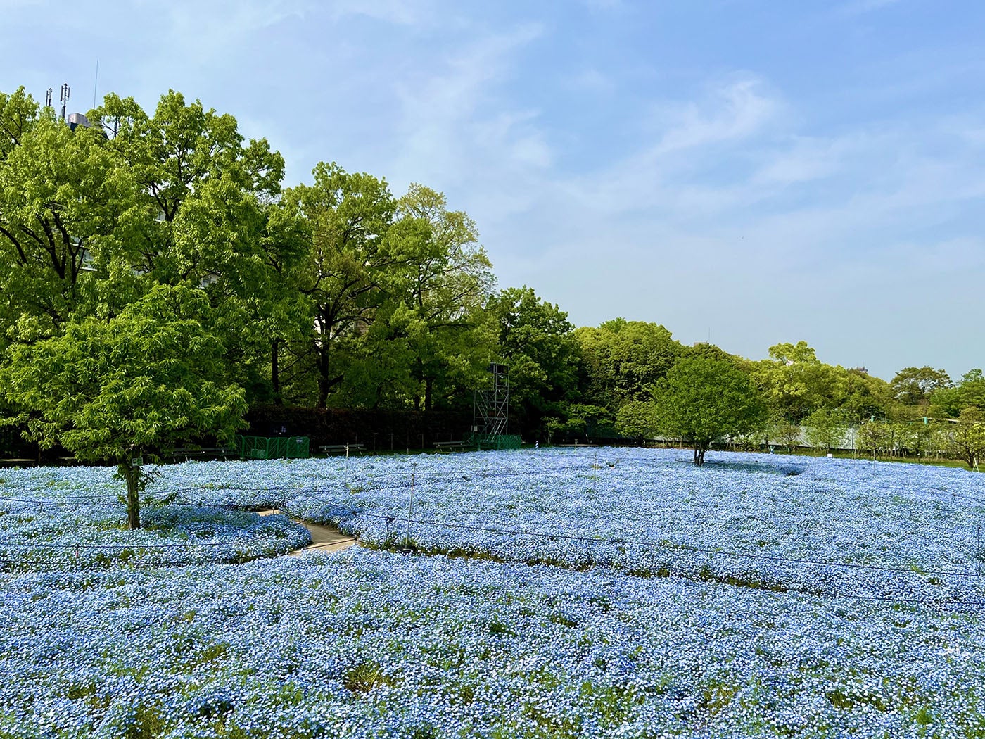 昼間の大阪市長居植物園のネモフィラ畑の様子／提供画像