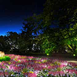 花と光のムーブメント 小金井公園ナイトパーク ワンダー/提供素材