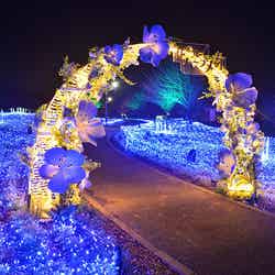 花と光のムーブメント/提供画像