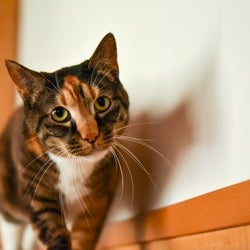 元野良猫が、ある日とつぜん甘えてきた!その驚きのきかっけとは!?