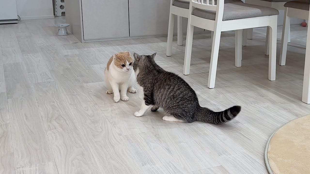 兄猫にダル絡みされた弟猫の反応が可愛すぎる！