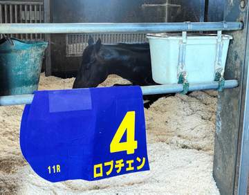 ロブチェン 皐月賞レコードVから一夜明け元気な姿 房野助手「これから無双します」