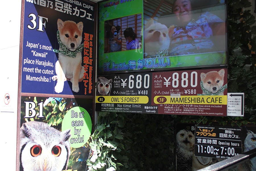 原宿乃豆柴カフェふくろう