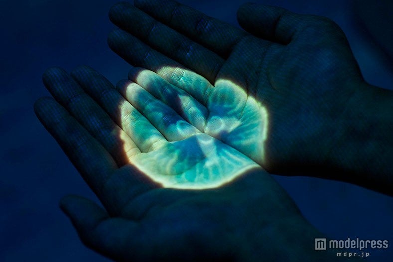 シーワールド、クラゲが手のひらに　神秘の世界を体感