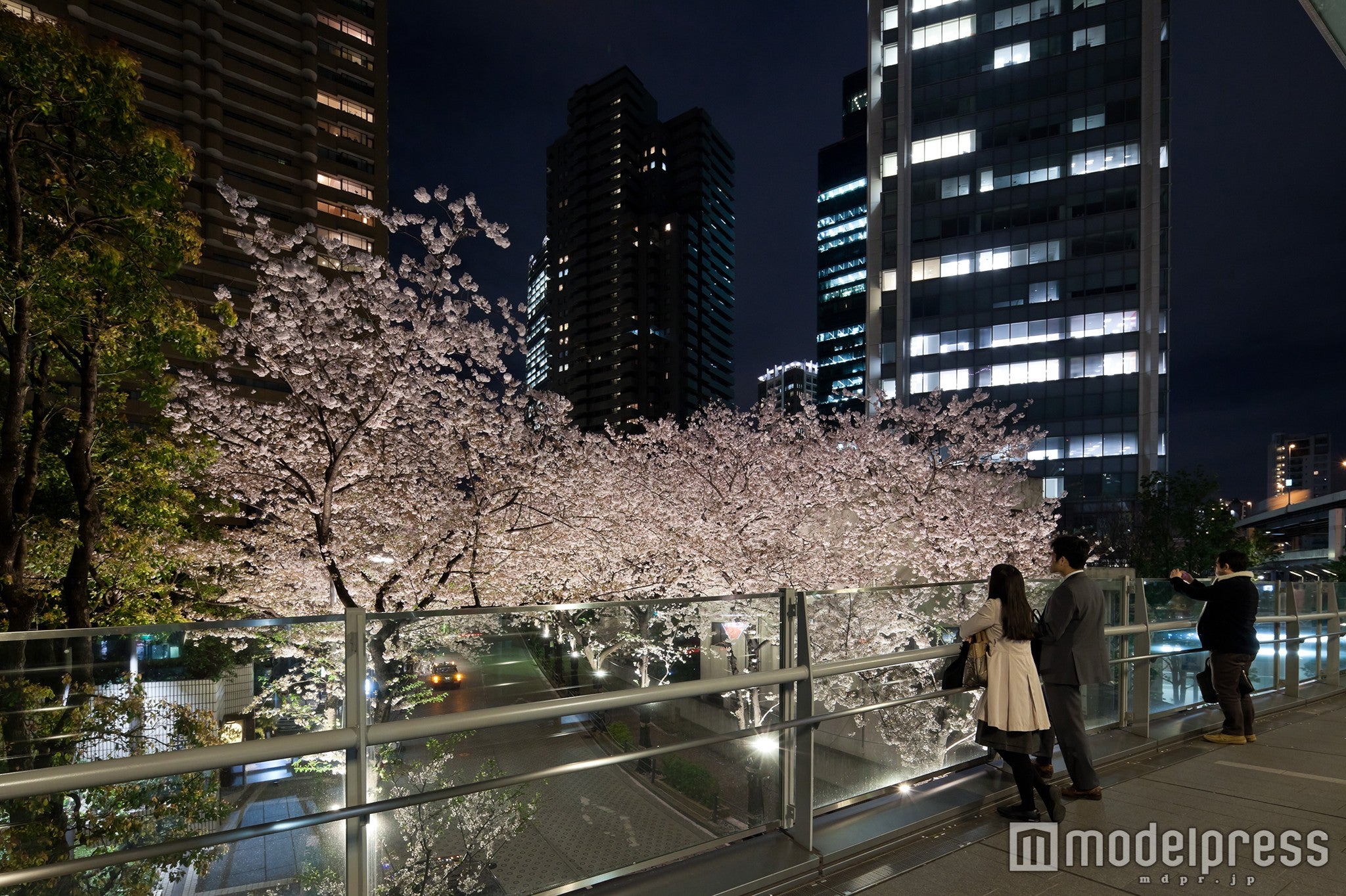 サウスタワーへつづくブリッジの上は、スペイン坂の桜を撮影するベストスポット／画像提供：森ビル