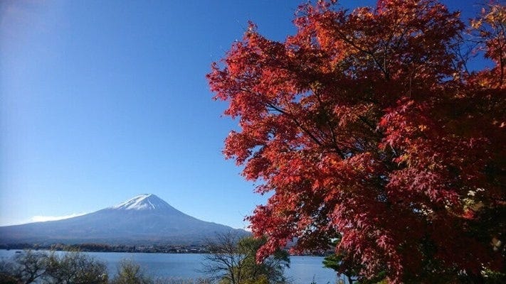 河口湖の紅葉と富士山(2017年11月12日撮影)