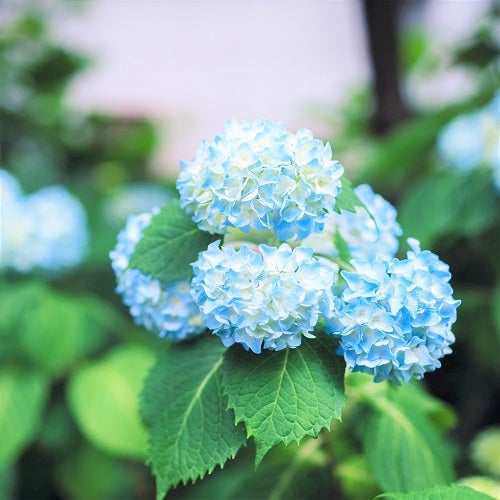 6月といえば 聞かれた時に答えられる行事 風物詩 言葉を集めてみました モデルプレス