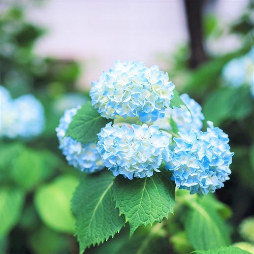 6月といえば 聞かれた時に答えられる行事 風物詩 言葉を集めてみました モデルプレス 6月といえば 聞かれた時に答えられる行事 風物詩 言葉を集めてみました モデルプレス