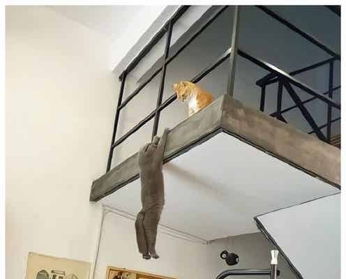 賀来賢人「TOKYO MER」再現“猫ショット”公開「完全にあのシーン」「癒される」の声