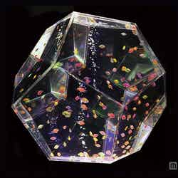 透明な多面体でプリズム効果をもたらす「プリズリウム」