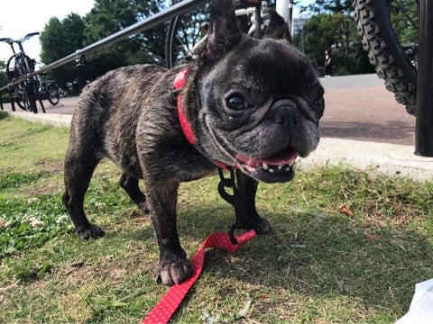 愛犬（提供写真）