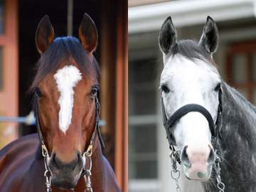 凱旋門賞の馬券発売が決定 メイショウタバル＆アドマイヤテラが出走予定 