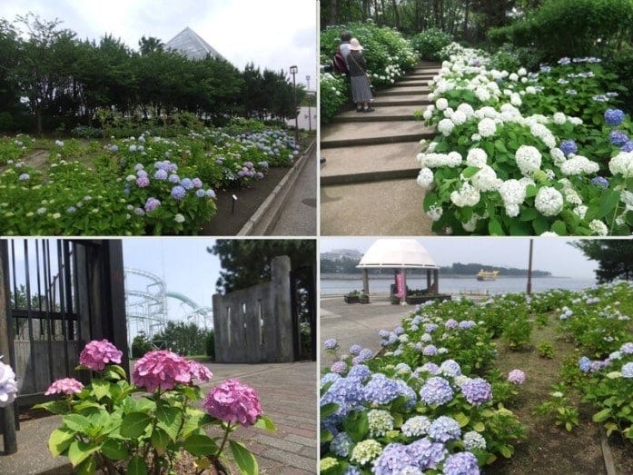 八景島のあじさい（2015年撮影）
