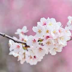 表現の幅が広がる 春 に関する四字熟語まとめ 使いたくなるものをピックアップ モデルプレス 表現の幅が広がる 春 に関する四字熟語まとめ 使いたくなるものをピックアップ モデルプレス