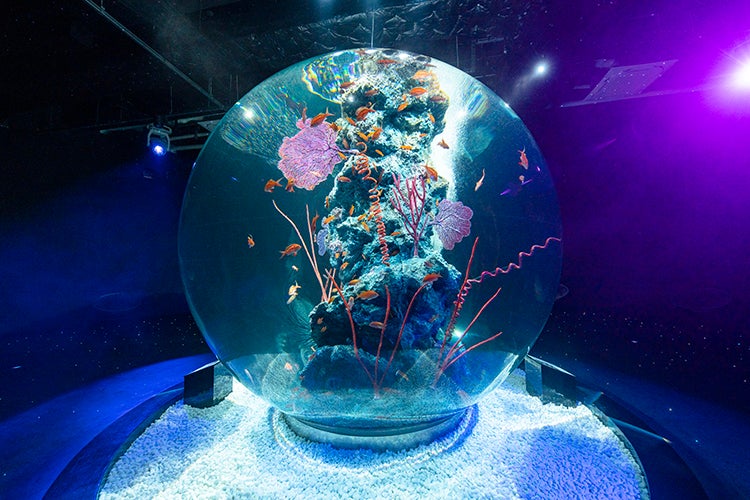 神戸に次世代水族館「アトア」いきもの3,000点×芸術的な空間演出に癒さ 