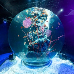 神戸に次世代水族館 アトア いきもの3 000点 芸術的な空間演出に癒されるアクアリウム 女子旅プレス