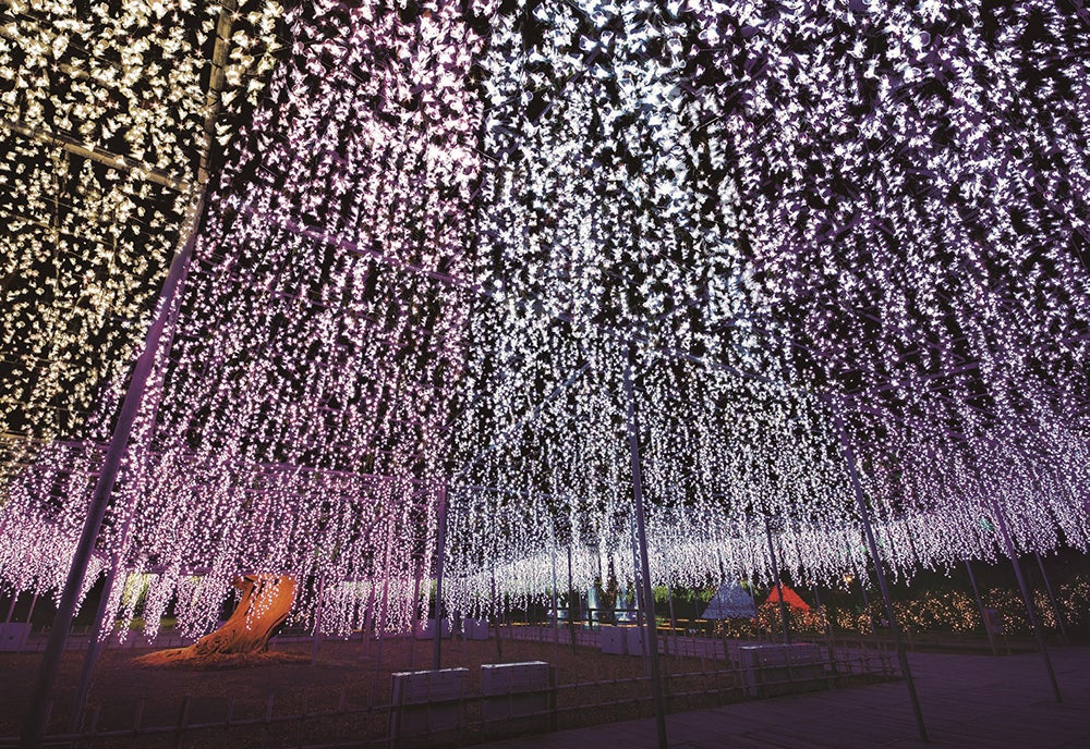 あしかがフラワーパーク 光の花の庭 Flower Fantasy（提供画像）