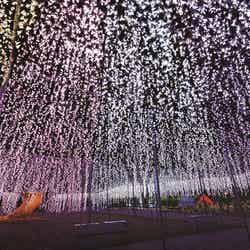 あしかがフラワーパーク 光の花の庭 Flower Fantasy(提供画像)