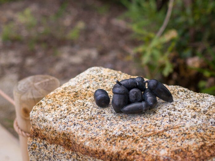 置かれていたのはどんぐり。誰が置いていったのでしょう？