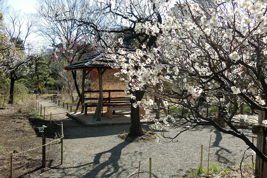 梅花彩る江戸花屋敷