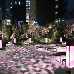 新スポット「福徳の森」で桜の花びらが舞い散る/画像提供:日本橋桜フェスティバル実行委員会
