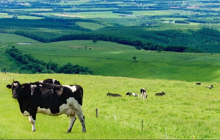 東京スカイチュロス／提供画像