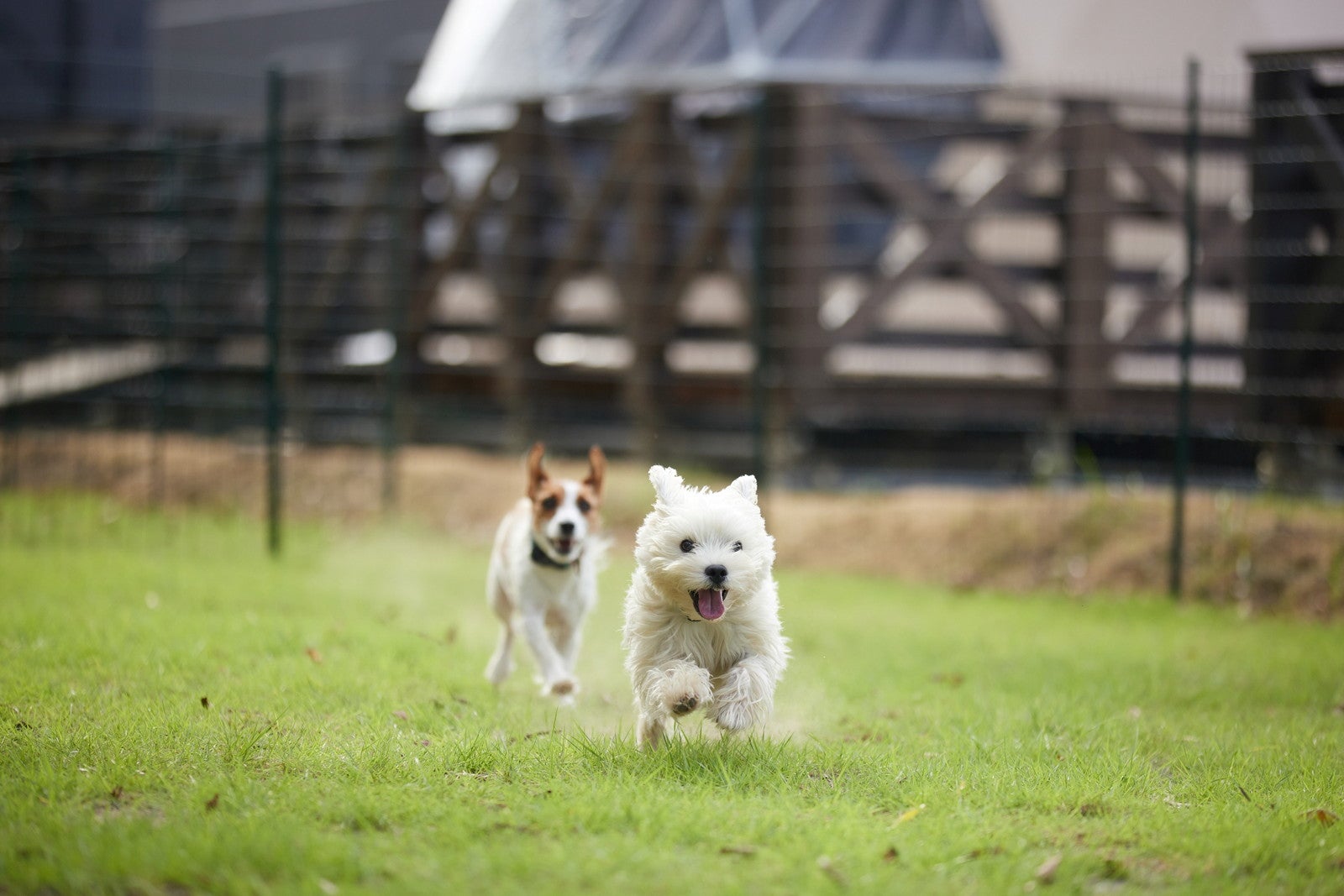 まるのもり Glamping with Dog／提供画像