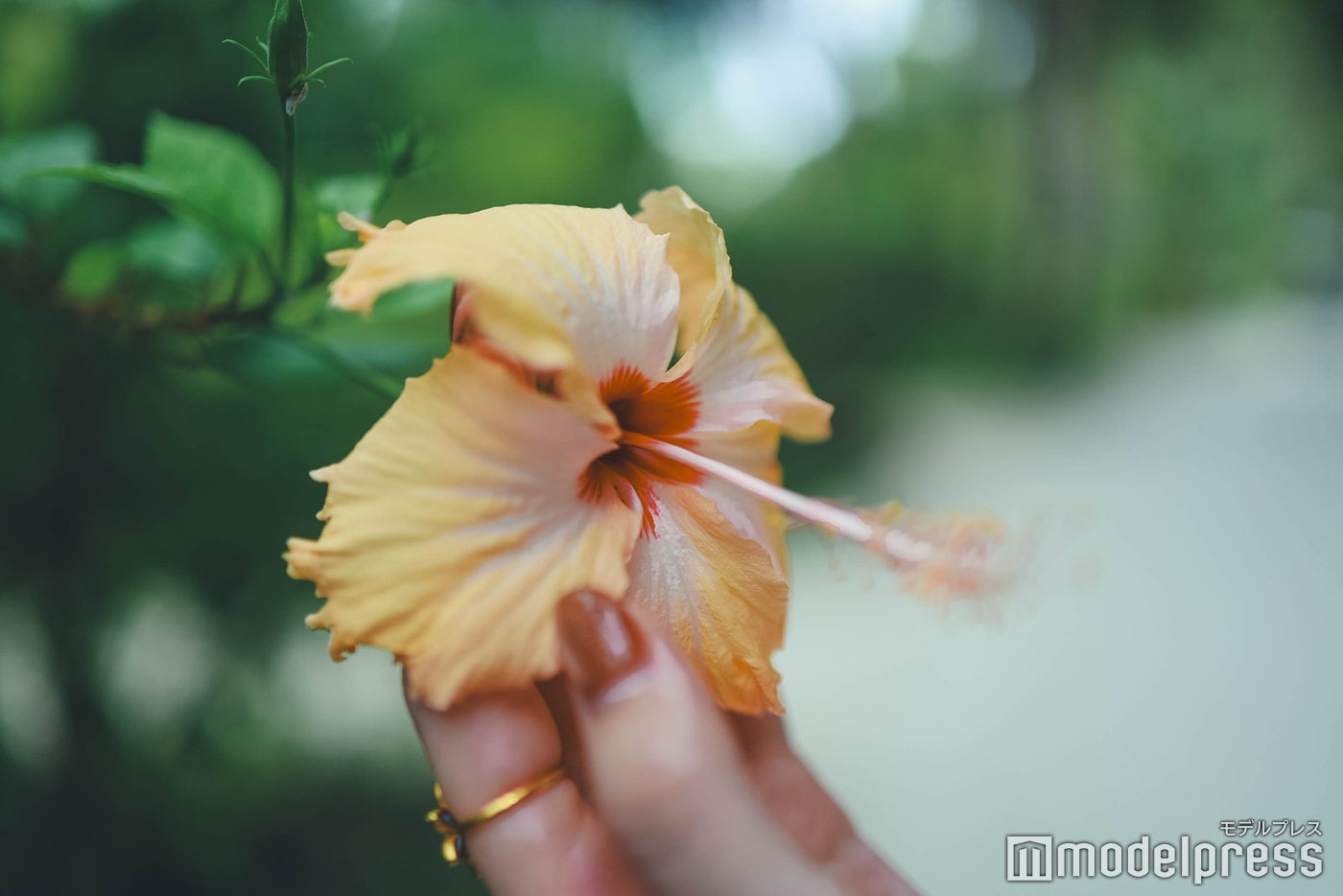 リゾート内の花（C）モデルプレス