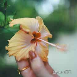 リゾート内の花(C)モデルプレス