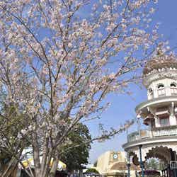 ソメイヨシノ（4月上旬）／ディズニーランド・ワールドバザール「スウィートハート･カフェ」付近／（C）Disney