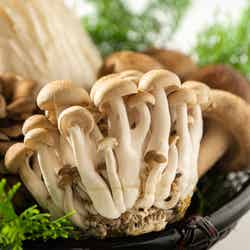 なごみリゾートRun八ヶ岳/提供画像