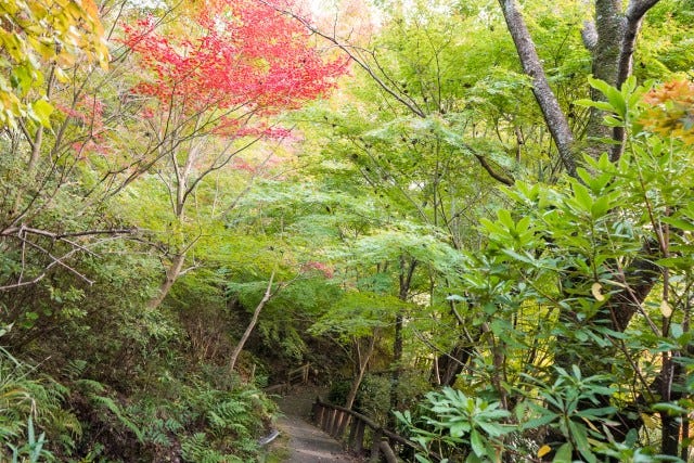 気象予報士が厳選！関西の「紅葉見頃スポット」