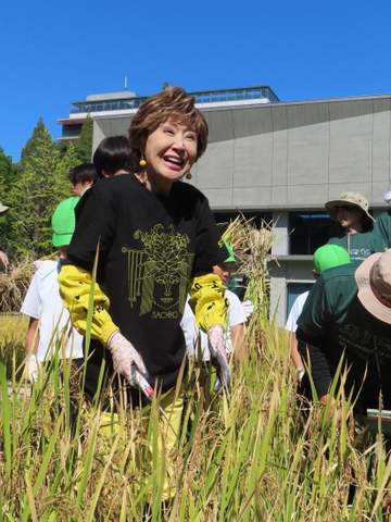 小林幸子が東農大キャンパス内の水田で稲刈り「大雨の時は心配だった。（実って）良かったです」
